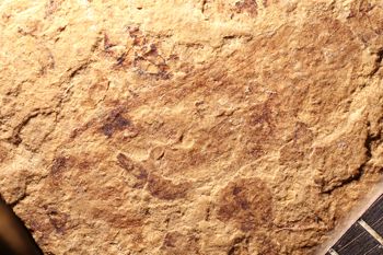 Media type: image;   Entomology PALE-1483